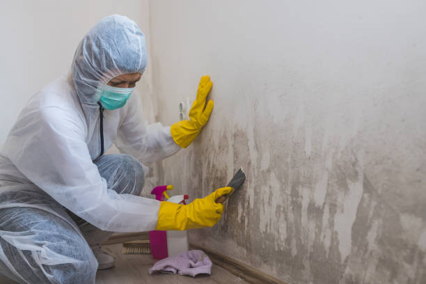 Best Residential Mold Remediation in Edgefield, SC