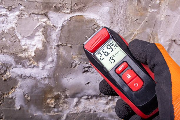 Best Black Mold Remediation in Edgefield, SC