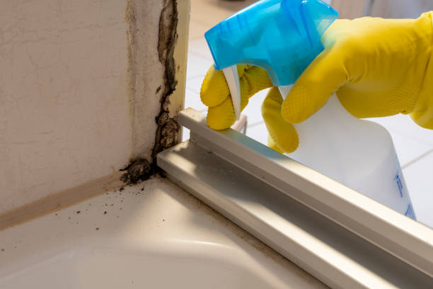 Best Post-Flood Mold Remediation in Edgefield, SC