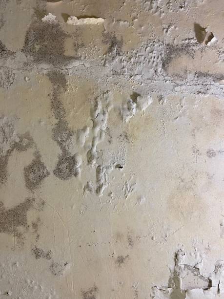 Best Commercial Mold Remediation in Edgefield, SC