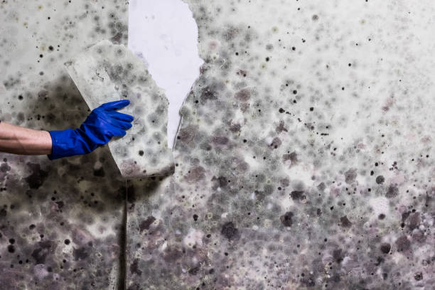 Best Attic Mold Remediation in Edgefield, SC