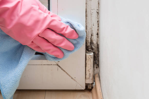 Best Industrial Mold Remediation in Edgefield, SC
