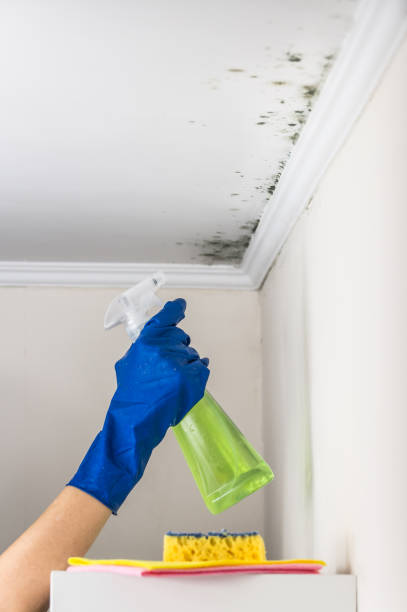 Trusted Edgefield, SC Mold Remediation Experts