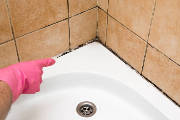 Best Localized Mold Remediation (e.g., coastal areas, humid climates) in Edgefield, SC